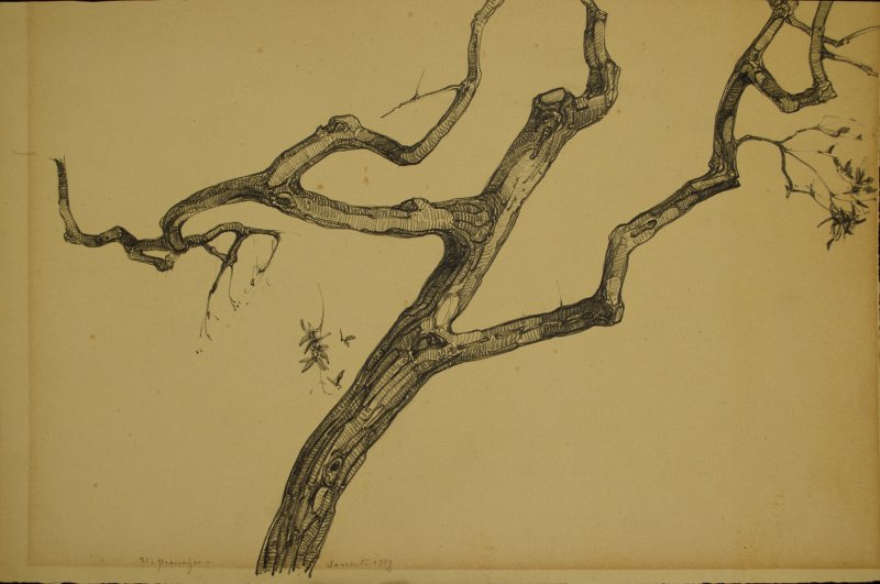 1928 -  Ulivo a Sorrento